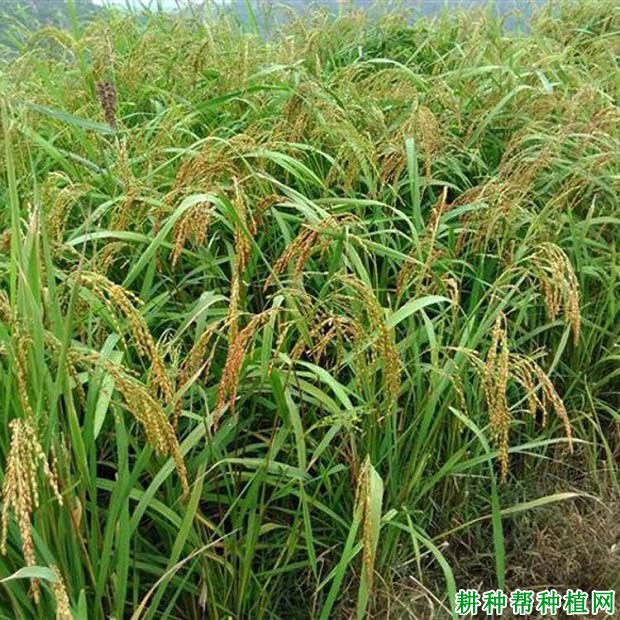 郑旱6号水稻品种好不好? 郑旱6号水稻品种好不好?