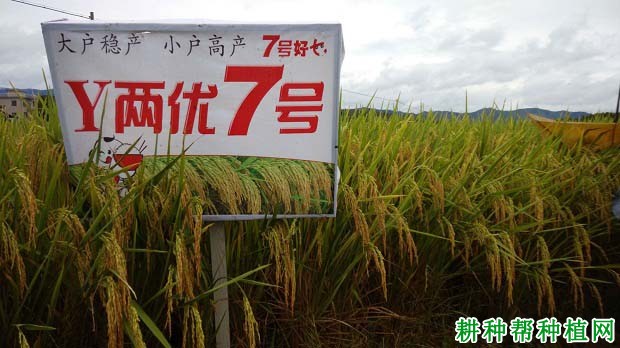 Y两优7号水稻品种好不好? Y两优7号水稻品种好不好?