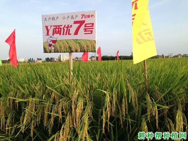 Y两优7号水稻品种好不好? Y两优7号水稻品种好不好?