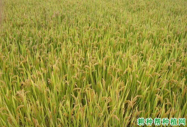 宁粳3号水稻品种好不好? 宁粳3号水稻品种好不好?