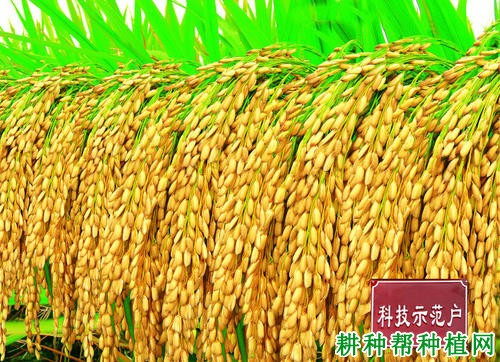 新优188水稻品种好不好? 新优188水稻品种好不好?