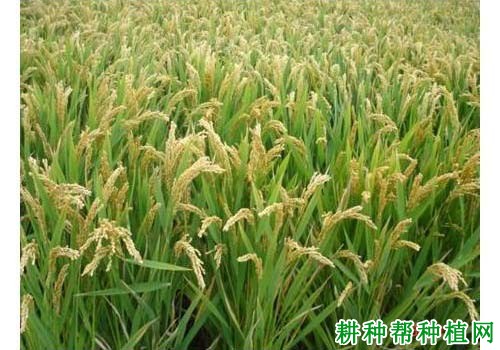 连粳6号水稻品种好不好? 连粳6号水稻品种好不好?