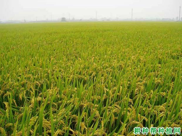连粳6号水稻品种好不好? 连粳6号水稻品种好不好?
