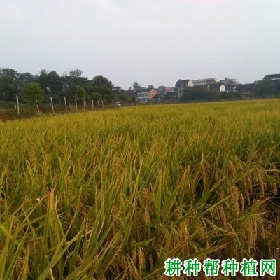 湘晚籼12号水稻品种好不好? 湘晚籼12号水稻品种好不好?