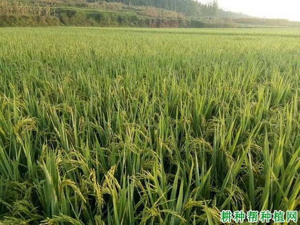 湘晚籼12号水稻品种好不好? 湘晚籼12号水稻品种好不好?