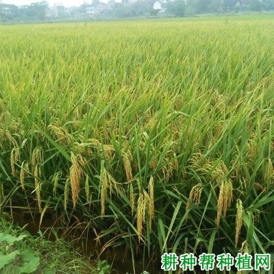 湘晚籼12号水稻品种好不好? 湘晚籼12号水稻品种好不好?