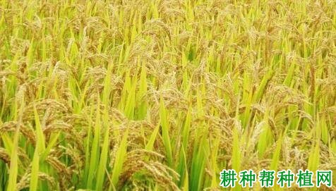 秀水114水稻品种好不好? 秀水114水稻品种好不好?
