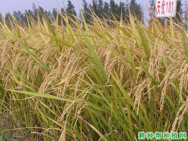 天丰优101水稻品种好不好? 天丰优101水稻品种好不好?