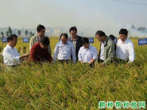天丰优101水稻品种好不好? 天丰优101水稻品种好不好?