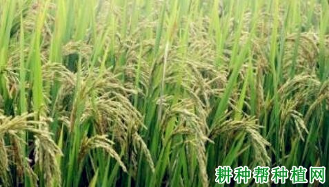 金粳787水稻品种好不好? 金粳787水稻品种好不好?