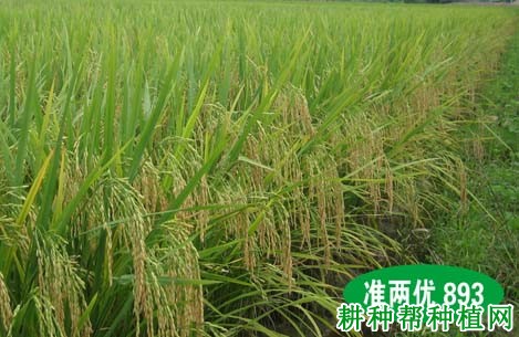 准两优893水稻品种好不好? 准两优893水稻品种好不好?