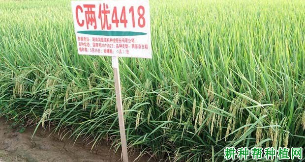 C两优4418水稻品种好不好? C两优4418水稻品种好不好?