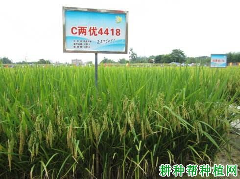 C两优4418水稻品种好不好? C两优4418水稻品种好不好?