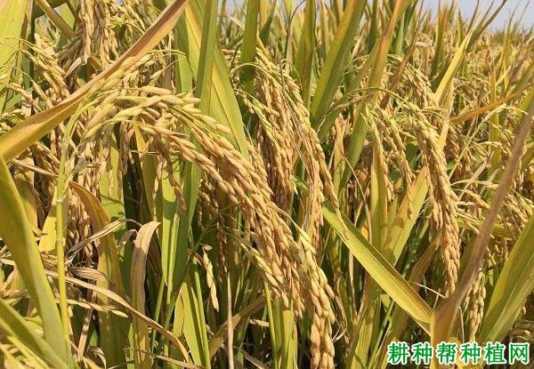 荃香优512水稻品种好不好? 荃香优512水稻品种好不好?
