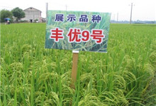 丰优9号水稻品种好不好? 丰优9号水稻品种好不好?