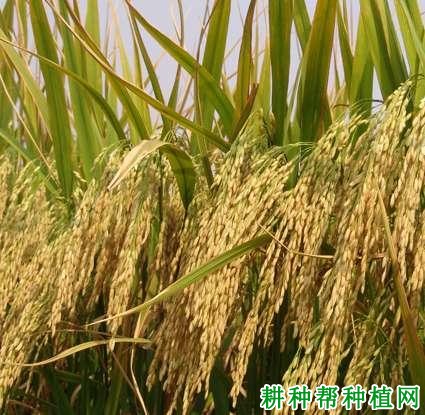 丰优9号水稻品种好不好? 丰优9号水稻品种好不好?
