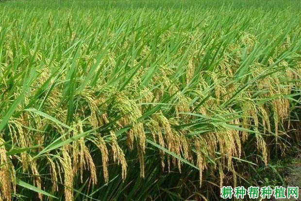 新稻20号水稻品种好不好? 新稻20号水稻品种好不好?