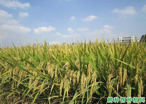 春优58水稻品种好不好? 春优58水稻品种好不好?