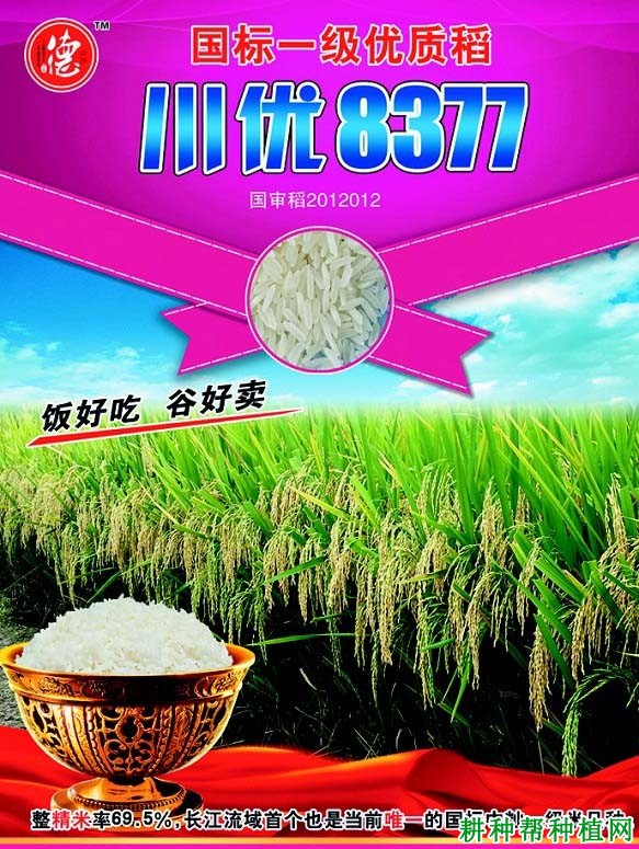 川优8377水稻品种好不好? 川优8377水稻品种好不好?