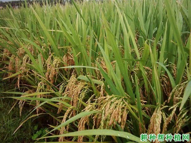 镇稻14号水稻品种好不好? 镇稻14号水稻品种好不好?
