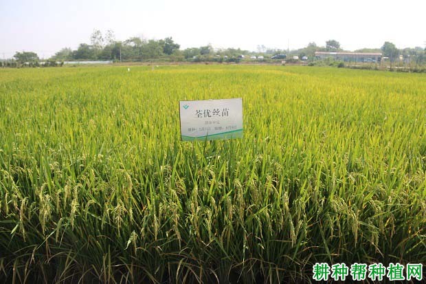 荃优丝苗水稻品种好不好? 荃优丝苗水稻品种好不好?