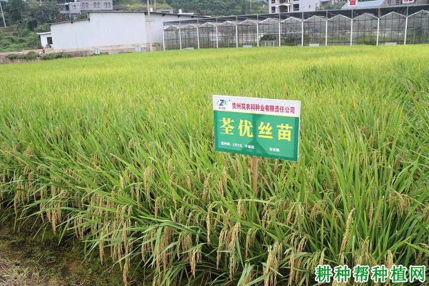 荃优丝苗水稻品种好不好? 荃优丝苗水稻品种好不好?