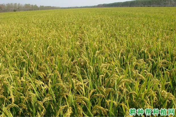 粮粳5号水稻品种好不好? 粮粳5号水稻品种好不好?