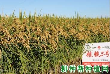 粮粳5号水稻品种好不好? 粮粳5号水稻品种好不好?