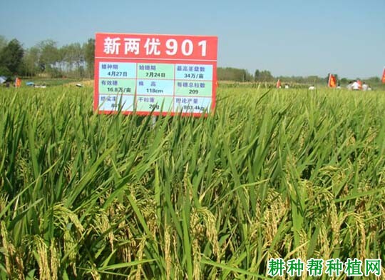 新两优901水稻品种好不好? 新两优901水稻品种好不好?