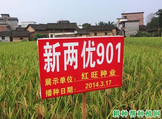 新两优901水稻品种好不好? 新两优901水稻品种好不好?