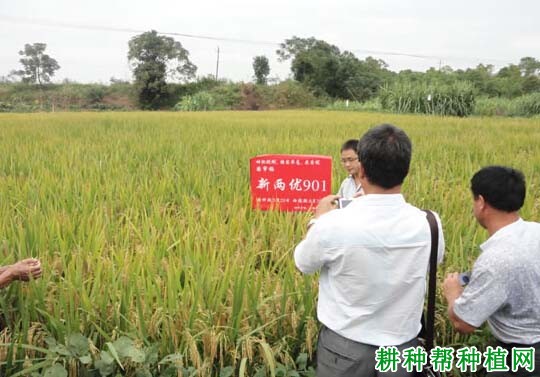 新两优901水稻品种好不好? 新两优901水稻品种好不好?