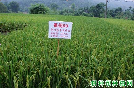泰优99水稻品种好不好? 泰优99水稻品种好不好?