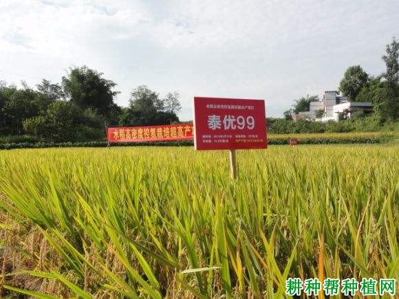 泰优99水稻品种好不好? 泰优99水稻品种好不好?