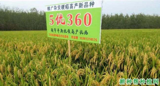 5优360水稻品种好不好? 5优360水稻品种好不好?