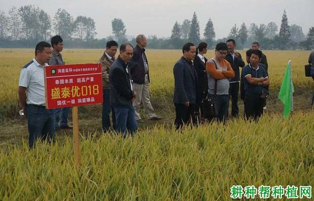 盛泰优018水稻品种好不好? 盛泰优018水稻品种好不好?