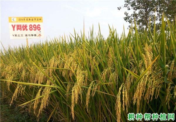 Y两优896水稻品种好不好? Y两优896水稻品种好不好?