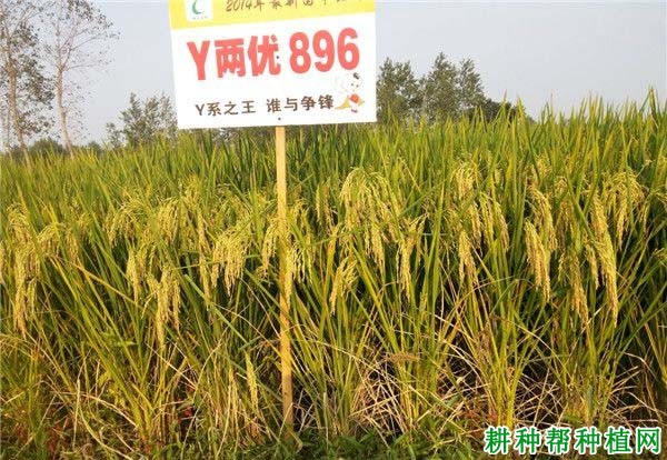 Y两优896水稻品种好不好? Y两优896水稻品种好不好?