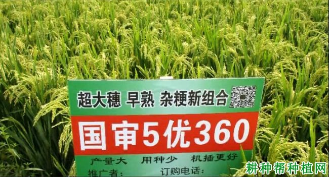 5优360水稻品种好不好? 5优360水稻品种好不好?
