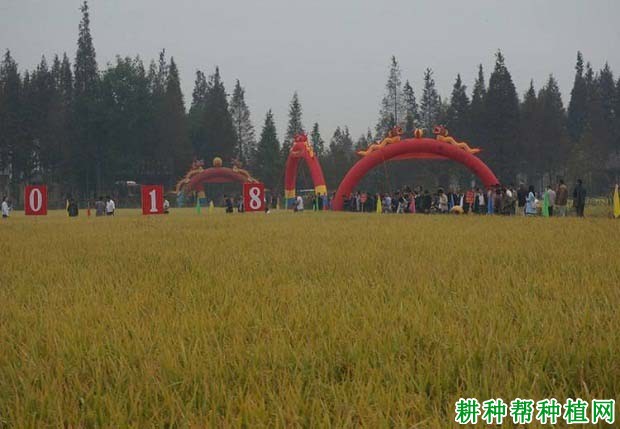 盛泰优018水稻品种好不好? 盛泰优018水稻品种好不好?