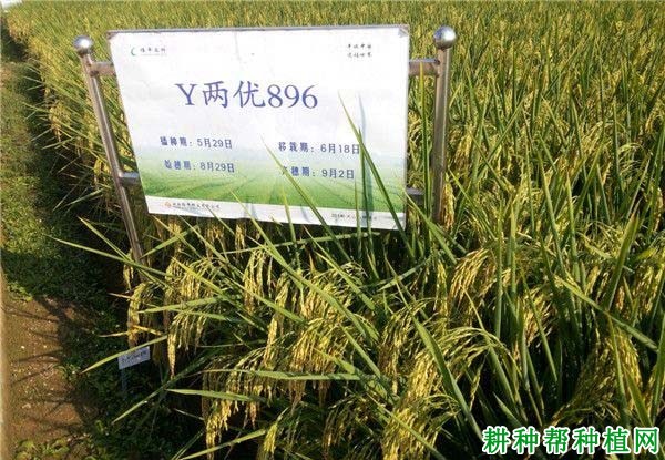 Y两优896水稻品种好不好? Y两优896水稻品种好不好?