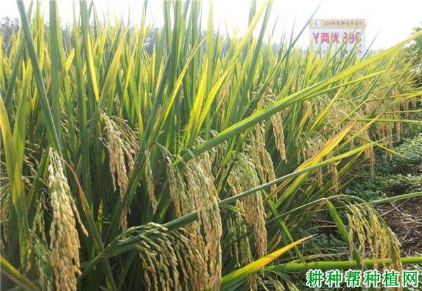 Y两优896水稻品种好不好? Y两优896水稻品种好不好?