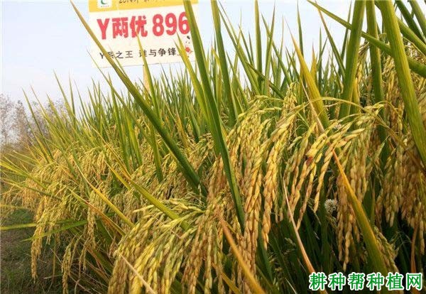 Y两优896水稻品种好不好? Y两优896水稻品种好不好?