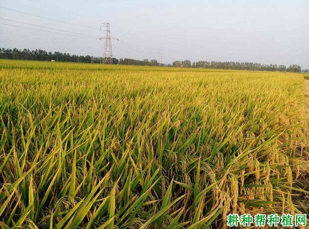 潭两优143水稻品种好不好? 潭两优143水稻品种好不好?