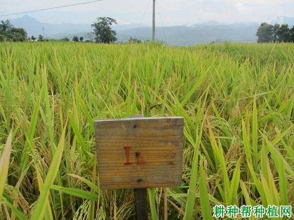 泸香658水稻品种好不好? 泸香658水稻品种好不好?