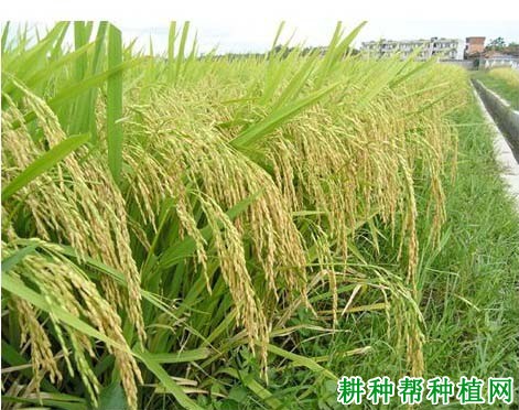 泸香658水稻品种好不好? 泸香658水稻品种好不好?