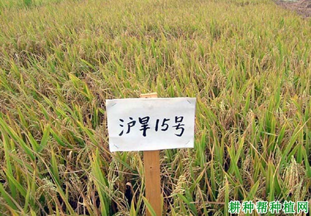 沪旱15号水稻品种好不好? 沪旱15号水稻品种好不好?
