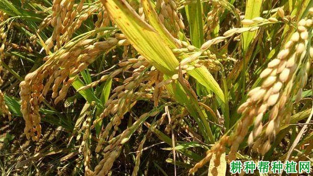 早籼788水稻品种好不好? 早籼788水稻品种好不好?