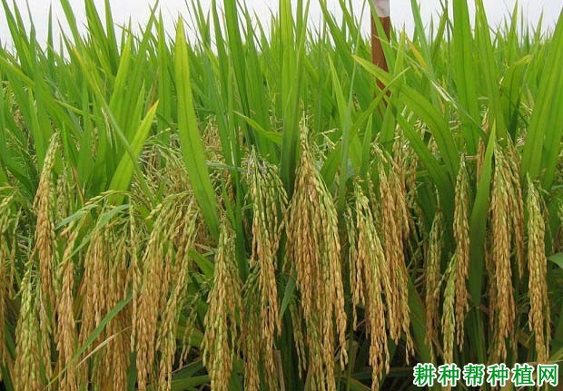 常优4号水稻品种好不好? 常优4号水稻品种好不好?