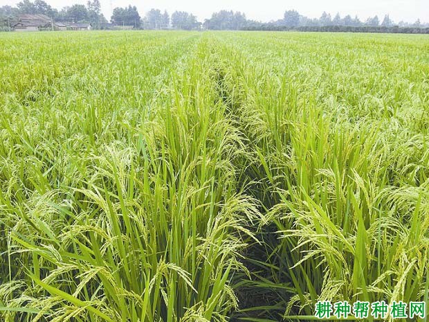 川香优3203水稻品种好不好? 川香优3203水稻品种好不好?
