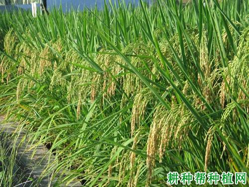 川香优3203水稻品种好不好? 川香优3203水稻品种好不好?